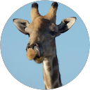 christine eveno profile picture