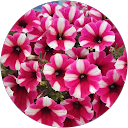 Chantal Vrignaud profile picture