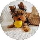 Paula Hatum profile picture