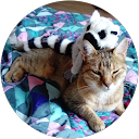Cyril Viala profile picture